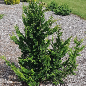 Chamaecyparis Obtusa. "Teddy Bear" - Ghiveci 2L 2