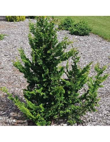Chamaecyparis Obtusa. "Teddy Bear" - Ghiveci 2L