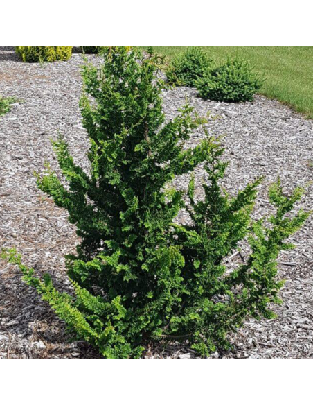 Chamaecyparis Obtusa. "Teddy Bear" - Ghiveci 2L
