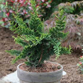 Chamaecyparis Obtusa. "Teddy Bear" - Ghiveci 3L