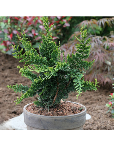 Chamaecyparis Obtusa. "Teddy Bear" - Ghiveci 3L