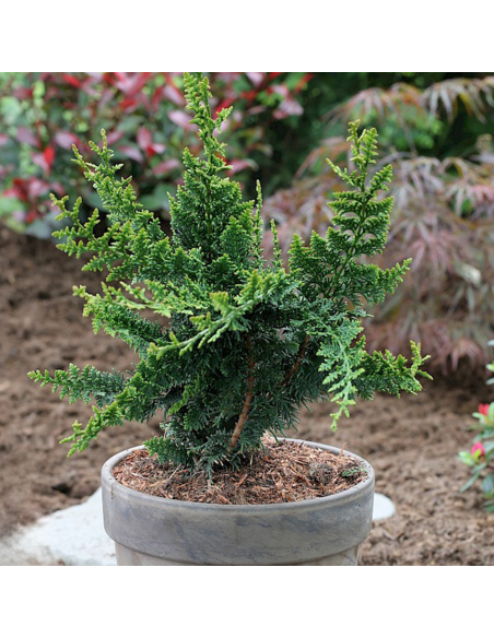 Chamaecyparis Obtusa. "Teddy Bear" - Ghiveci 3L