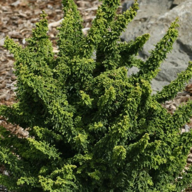 Chamaecyparis Obtusa. "Teddy Bear" - Ghiveci 3L 2
