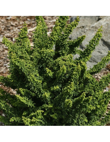 Chamaecyparis Obtusa. "Teddy Bear" - Ghiveci 3L