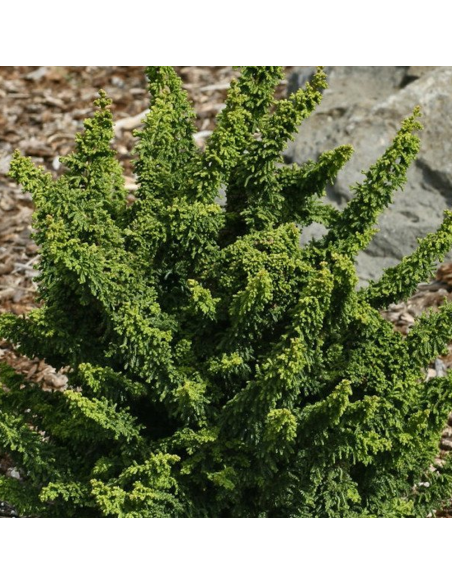 Chamaecyparis Obtusa. "Teddy Bear" - Ghiveci 3L