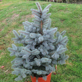 Molid Argintiu - Picea Pungens "Super Blue" - Ghiveci 10L