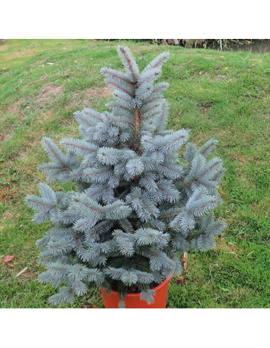 Molid Argintiu - Picea Pungens "Super Blue" - Ghiveci 10L