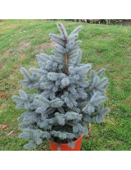 Molid Argintiu - Picea Pungens "Super Blue" - Ghiveci 10L