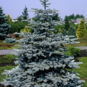 Molid Argintiu - Picea Pungens "Super Blue" - Ghiveci 10L 2