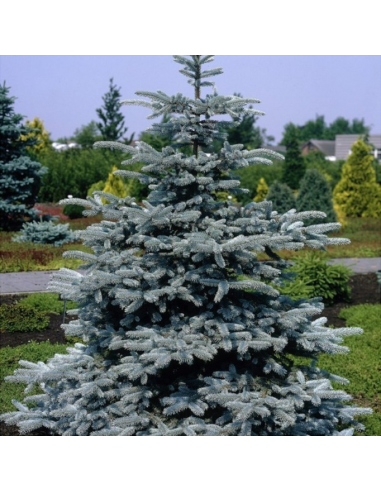 Molid Argintiu - Picea Pungens "Super Blue" - Ghiveci 10L