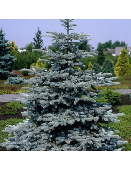 Molid Argintiu - Picea Pungens "Super Blue" - Ghiveci 10L