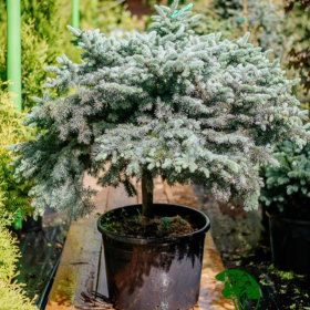 Molid Argintiu - Picea Pungens "Diamond Blue" - Ghiveci 10L