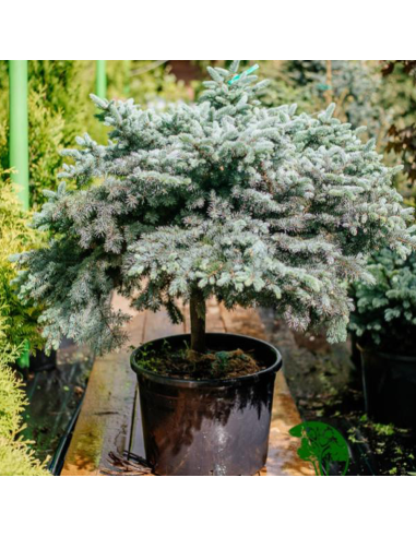 Molid Argintiu - Picea Pungens "Diamond Blue" - Ghiveci 10L