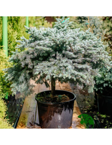 Molid Argintiu - Picea Pungens "Diamond Blue" - Ghiveci 10L