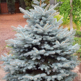 Molid Argintiu - Picea Pungens "Diamond Blue" - Ghiveci 10L 2