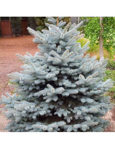 Molid Argintiu - Picea Pungens "Diamond Blue" - Ghiveci 10L