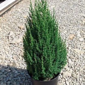 Juniperus Stricta - Ienupar Chinezesc Columnar - Ghiveci 3L