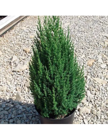 Juniperus Stricta - Ienupar Chinezesc Columnar - Ghiveci 3L