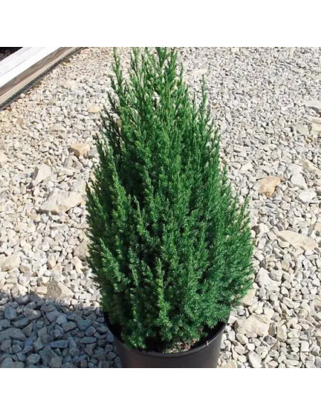 Juniperus Stricta - Ienupar Chinezesc Columnar - Ghiveci 3L
