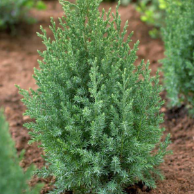 Juniperus Stricta - Ienupar Chinezesc Columnar - Ghiveci 3L 2