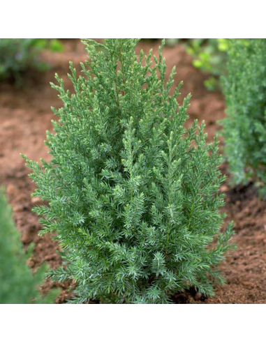 Juniperus Stricta - Ienupar Chinezesc Columnar - Ghiveci 3L