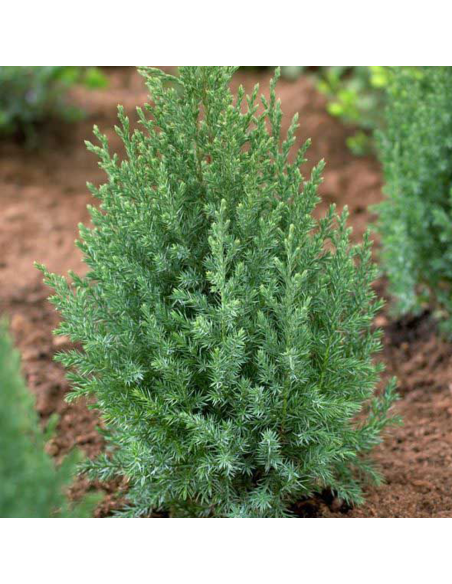 Juniperus Stricta - Ienupar Chinezesc Columnar - Ghiveci 3L