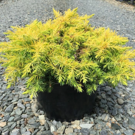 Juniperus Conferta "All Gold" - Ghiveci 3L