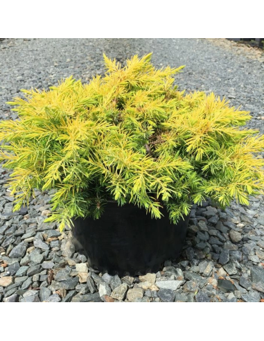 Juniperus Conferta "All Gold" - Ghiveci 3L