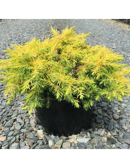 Juniperus Conferta "All Gold" - Ghiveci 3L