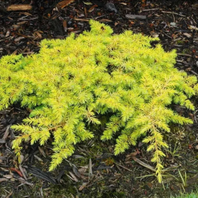 Juniperus Conferta "All Gold" - Ghiveci 3L 2