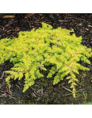 Juniperus Conferta "All Gold" - Ghiveci 3L