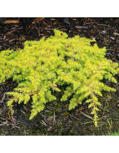 Juniperus Conferta "All Gold" - Ghiveci 3L