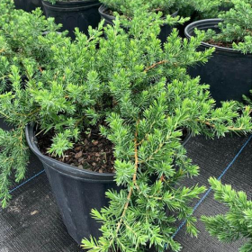 Juniperus Conferta "Blue Chiffon" - Ghiveci 2L