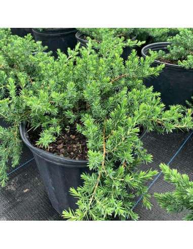 Juniperus Conferta "Blue Chiffon" - Ghiveci 2L