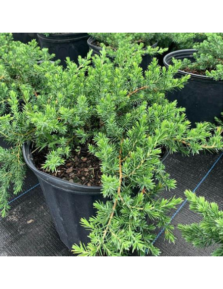 Juniperus Conferta "Blue Chiffon" - Ghiveci 2L