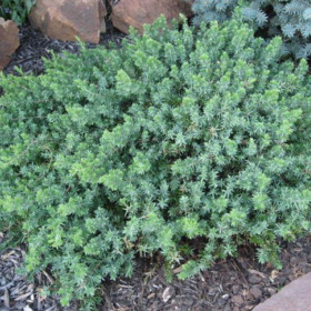 Juniperus Conferta "Blue Chiffon" - Ghiveci 2L 2