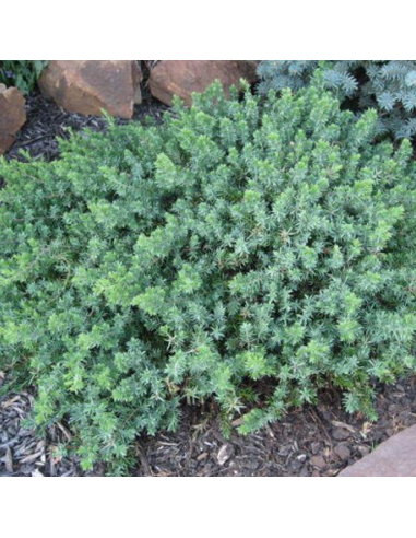 Juniperus Conferta "Blue Chiffon" - Ghiveci 2L