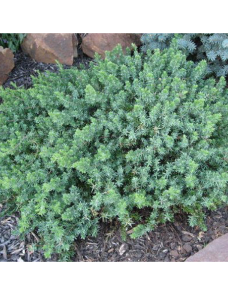 Juniperus Conferta "Blue Chiffon" - Ghiveci 2L