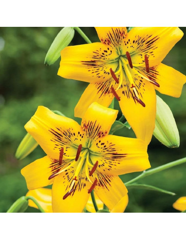 Crini Imperiali Parfumati "Yellow Brush" Bulbi