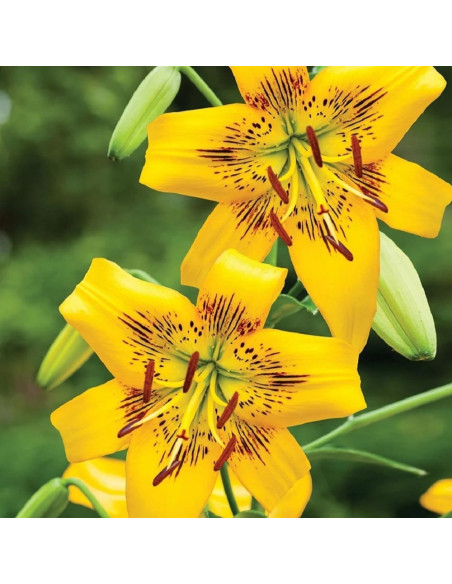 Crini Imperiali Parfumati "Yellow Brush" Bulbi