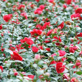 Camellia Japonica Visinie "Volunteer" - Ghiveci 2L 2