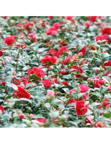 Camellia Japonica Visinie "Volunteer" - Ghiveci 2L