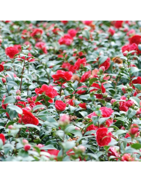 Camellia Japonica Visinie "Volunteer" - Ghiveci 2L