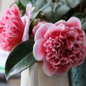 Camellia Japonica Visinie "Volunteer" - Ghiveci 2L