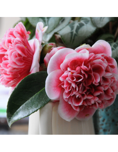 Camellia Japonica Visinie "Volunteer" - Ghiveci 2L