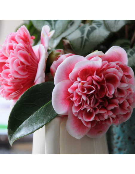 Camellia Japonica Visinie "Volunteer" - Ghiveci 2L