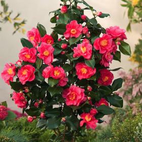 Camellia Japonica Rosie "Dr. King" - Ghiveci 2L 2