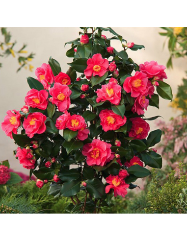 Camellia Japonica Rosie "Dr. King" - Ghiveci 2L