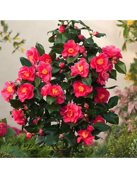 Camellia Japonica Rosie "Dr. King" - Ghiveci 2L