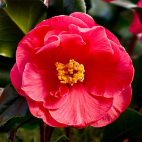 Camellia Japonica Rosie "Dr. King" - Ghiveci 2L